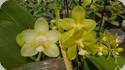 Phal. Yang Yang Sweet Love